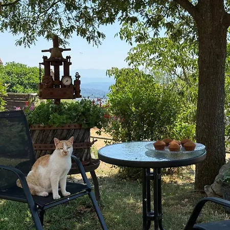 Domus Olea